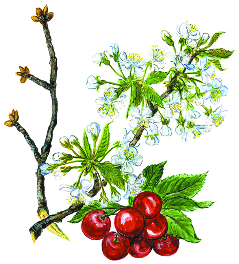 Kirschen Knospen Blüten und Früchte